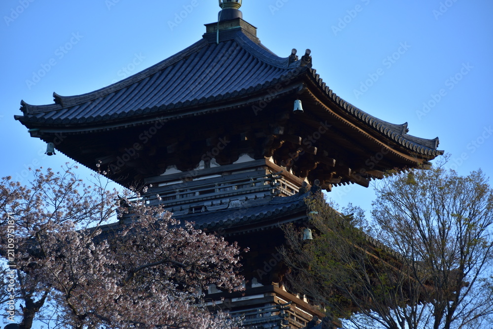 Fototapeta premium 神奈川県 横浜市本牧の三渓園（春）