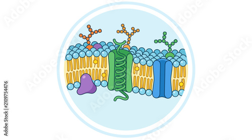 Illustration of a cell membrane with proteins and carbohydrates