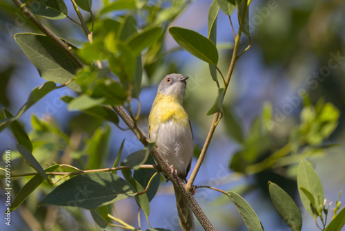 Quadro su tela Yellow-breasted Apalis (Apalis flavida) perched in a tree