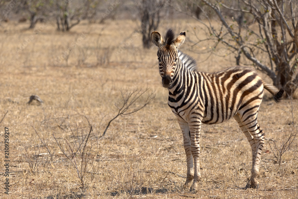 Obraz premium Plains (Burchell's) Zebra (Equus quagga). Taken in Kruger National Park, South Africa.