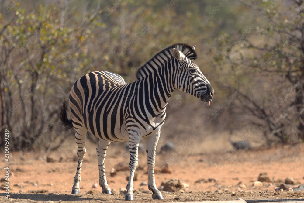 Obraz premium Plains (Burchell's) Zebra (Equus quagga). Taken in Kruger National Park, South Africa.