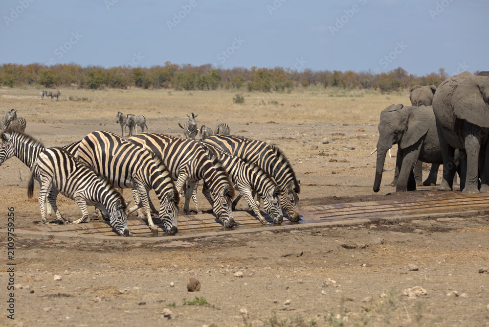 Obraz premium Plains (Burchell's) Zebras (Equus quagga) drinking at a waterhole. Taken in Kruger National Park, South Africa.