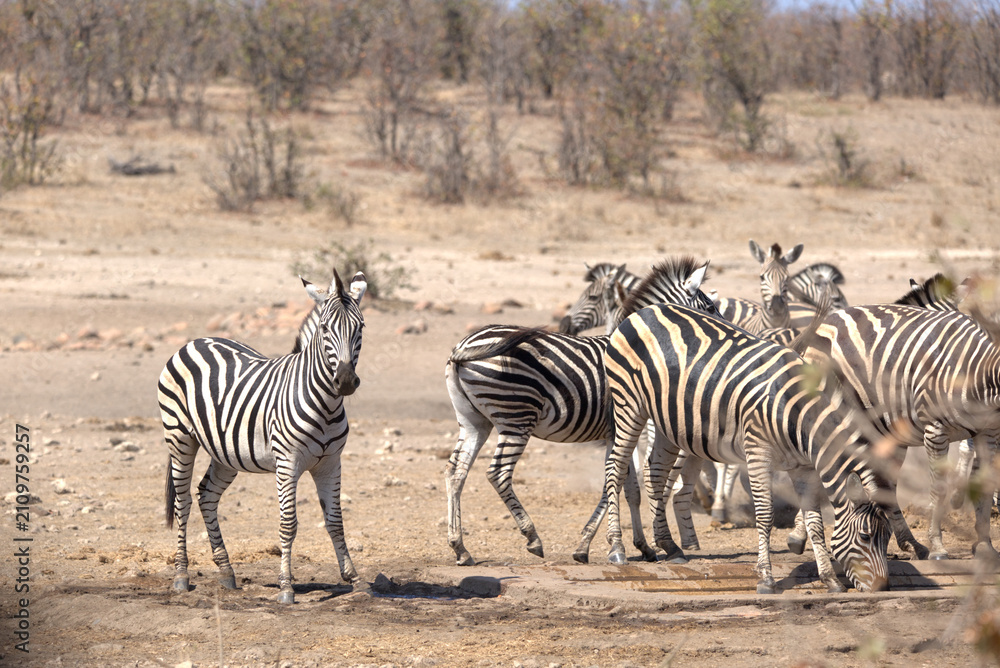Obraz premium Plains (Burchell's) Zebras (Equus quagga). Taken in Kruger National Park, South Africa.