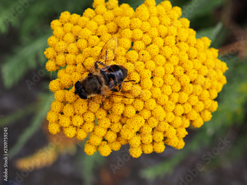 Wild bee on a yarrow flower