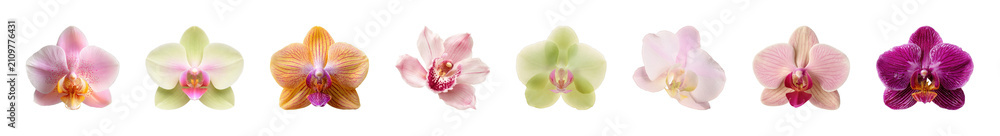 Obraz premium PNG Vibrant orchids in stunning array on transparent background