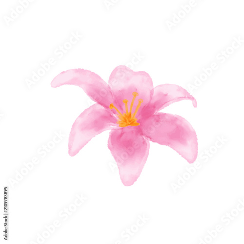 pink lily flower