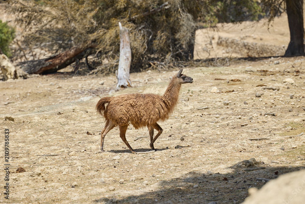 Fototapeta premium Brown llama walking across dry terrain in wildlife safari park