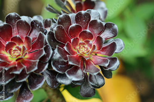 Aeonium black rose succulent plant in close up
