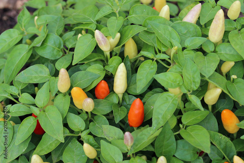 Multicoloured chilli pepper fruits in close up