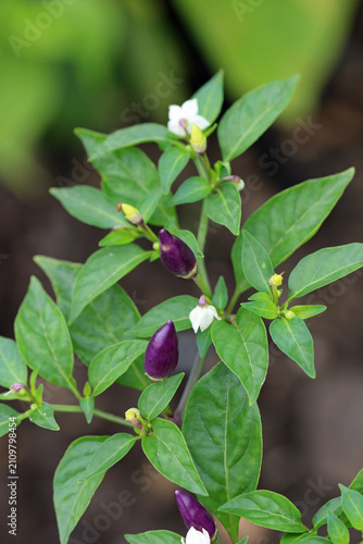 Purple chilli pepper fruits in close up