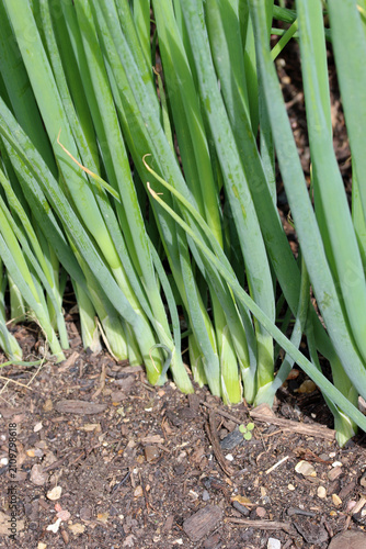 Row of spring onions in close up in a vegetable garden