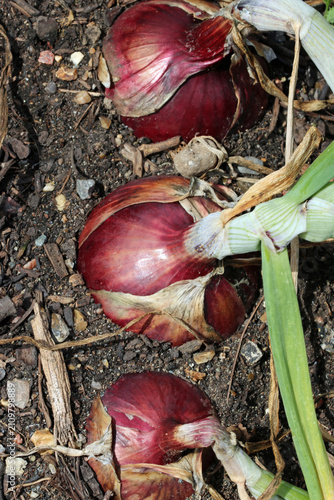 Row of three onions in close up in a vegetable garden