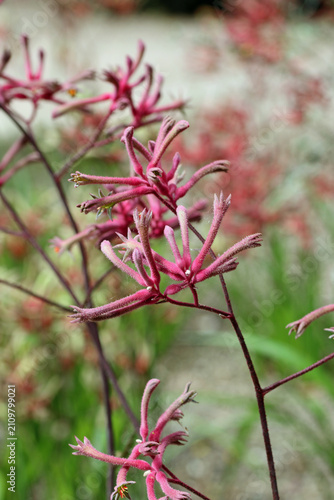 Tall kangaroo paw plant flowers in close up