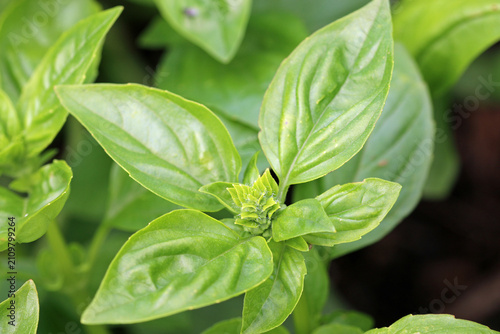 Thai basil herb leaves in close up