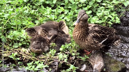 Stockente, Anas platyrhynchos am Nest mit Jungtieren.
Bach mit Wasserpflanzen