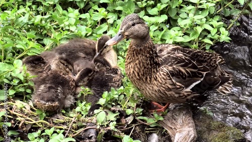 Stockente, Anas platyrhynchos am Nest mit Jungtieren.
Bach mit Wasserpflanzen