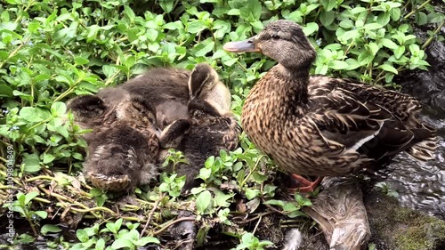 Stockente, Anas platyrhynchos am Nest mit Jungtieren.
Bach mit Wasserpflanzen