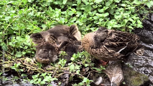 Stockente, Anas platyrhynchos am Nest mit Jungtieren.
Bach mit Wasserpflanzen