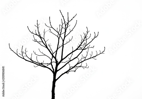 A single leafless tree branch creating a stark black silhouette against a clean, bright white background, emphasizing minimalism and contrast ,texture ,clean ,purity