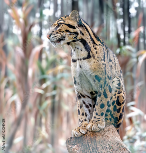 Close up view of a Clouded Leopard (Neofelis nebulosa)
