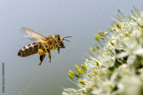 Close-up of a flying heavily loaded honey bee (Apis mellifera) at a flower
