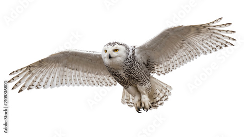 Fotografie Snowy owl in flight, wings spread wide