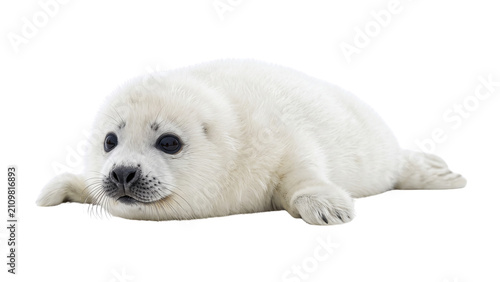 Bild auf Leinwand Baby harp seal pup resting on ice, showcasing its pure white fur