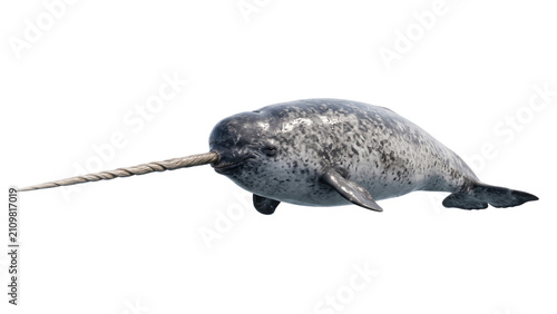 Canvas Print Narwhal swimming through arctic waters, showcasing its distinctive tusk