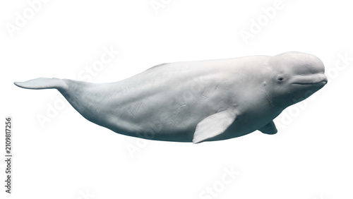 Fotografie White beluga whale swimming profile isolated on transparent background marine ma
