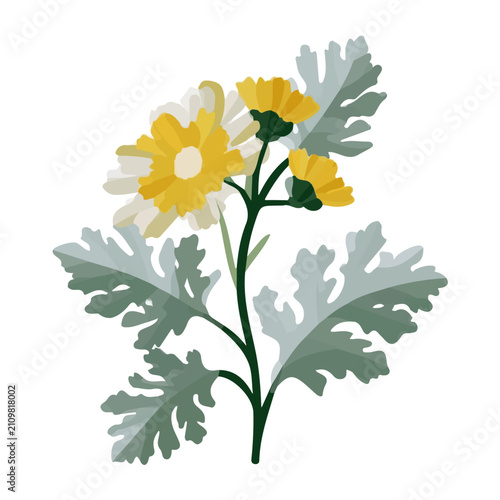 Obraz na plátně Flat 2D illustration of Dusty Miller Flower, simple modern design, isolated on a white background