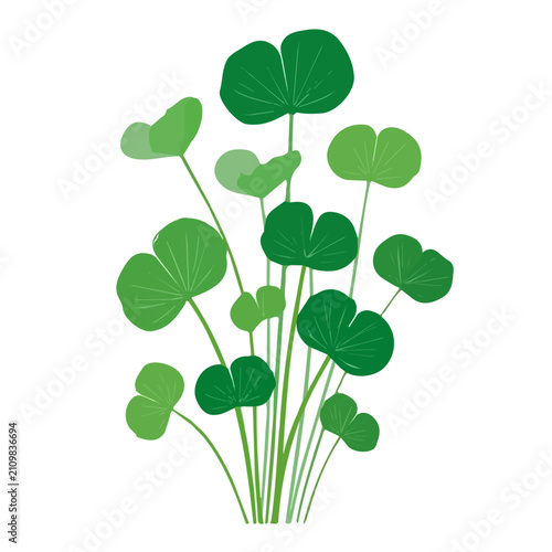 Gotu Kola, simple flat 2D artwork with minimal details, isolated on a white background.