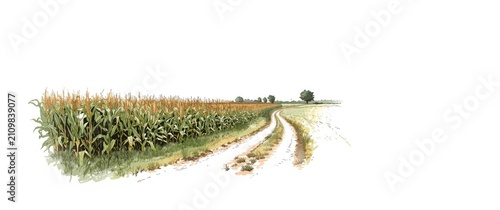 Cornfield Pathway Leading into a Rural Landscape with Green Crops