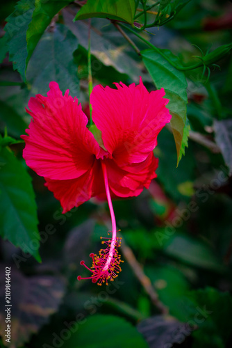 Obraz na płótnie Jawa Flower 