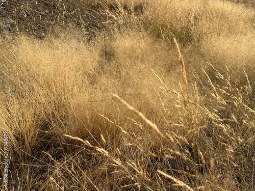Gros plan sur une prairie jaunie par la chaleur estivale et la sécheresse