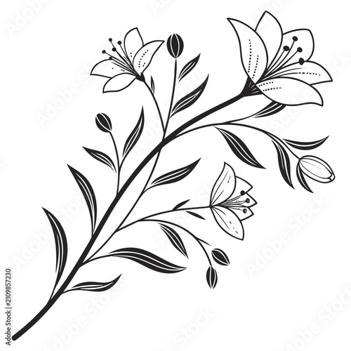Beautiful lily flower branch, several blossoms and buds, intricate leaves, elegant lines, black and white botanical illustration, nature design.
