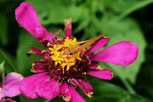 Fiery Skipper Butterfly on a Zinnia Flower