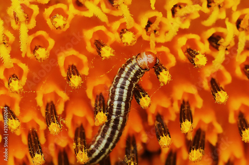 Close-up of a sunflower moth caterpillar