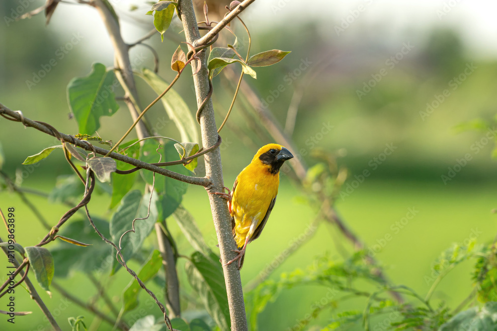 Fototapeta premium A cute wild golden weaver bird with a black beak sitting on a tree branch in its natural tropical environment during daylight. Animal living in nature portrait.