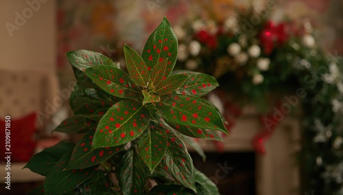 Closeup of Poinsettia Plant...