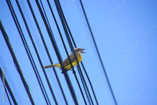 Social Flycatcher Myiozetetes Similis Perched on Electric Power Lines in South American Urban Area