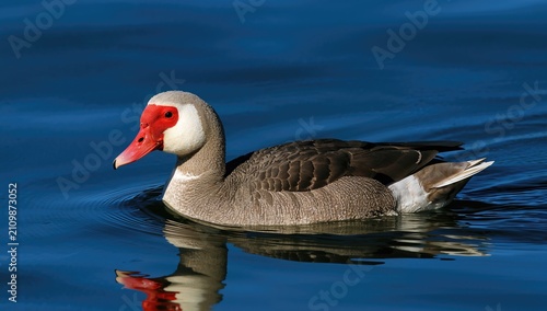 Duck Swimming on Calm Blue ...