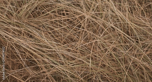 Dried Grass Texture Backgro...