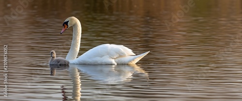 Elegant Swan Swimming with ...