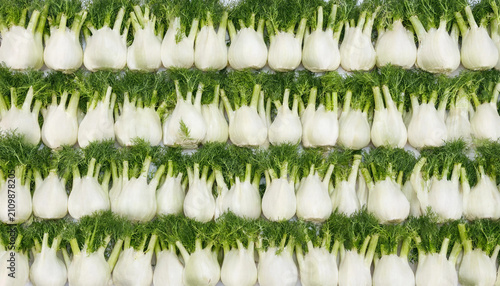Obraz na plátne Fresh fennel bulbs with green feathery fronds arranged in neat rows on a white b