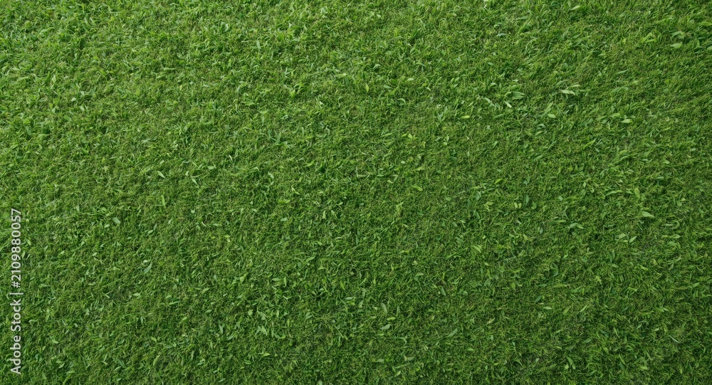 Fototapeta premium Lush Green Grass Texture in Closeup View