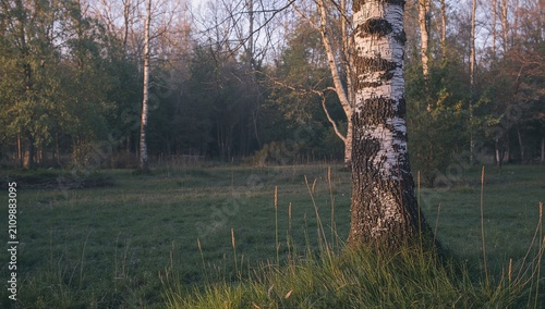 Birch Tree Surrounded by Gr...