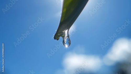 Macro lens on a leaf drople...
