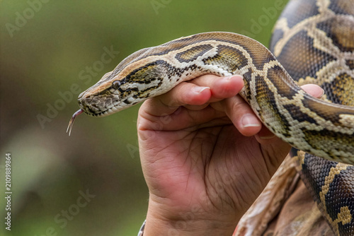 Foto Serpiente sobre mano humana