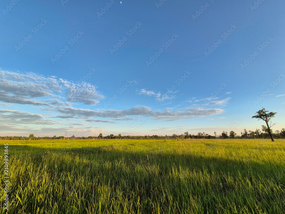 Obraz premium Vibrant green field under a bright blue sky with clouds ​Lush rural landscape with green meadow and blue sky ​Beautiful natural scene of a green field in the countryside