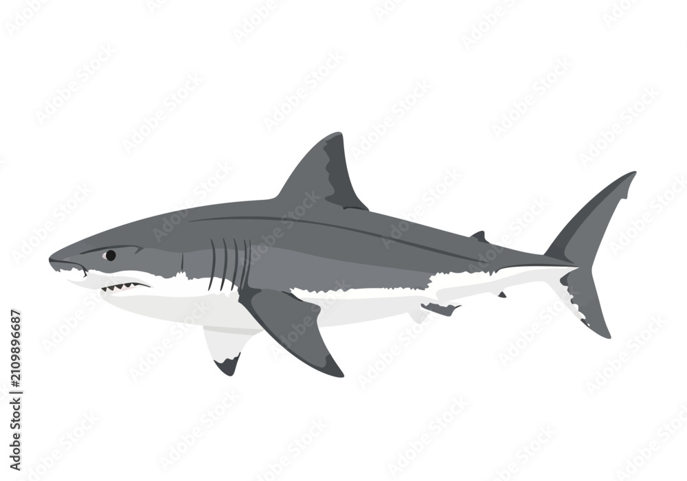 Fototapeta premium Gray shark swimming in ocean water.